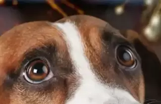 perro y gato