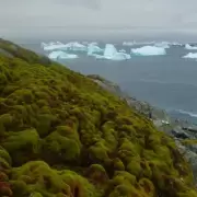 Por la suba de la temperatura, aseguran que hay más vegetación en la Antártida: los riesgos para el ecosistema