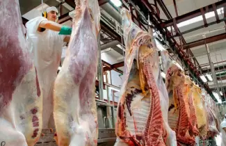 carne bovina