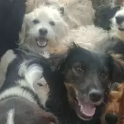 El uso de pirotecnia sonora provocó la muerte de un perro en el Hogar San Roque