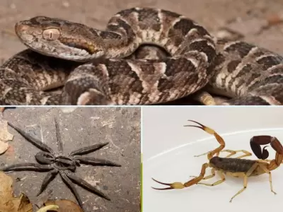 animales ponzo�osos