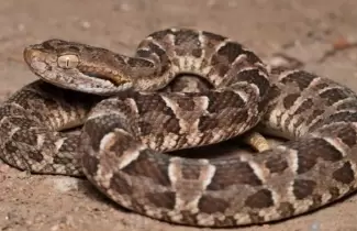 Serpiente yarar�
