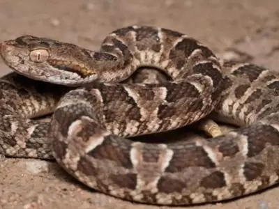 Serpiente yarar�