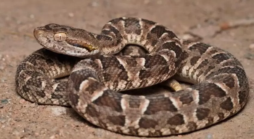 Serpiente yarará