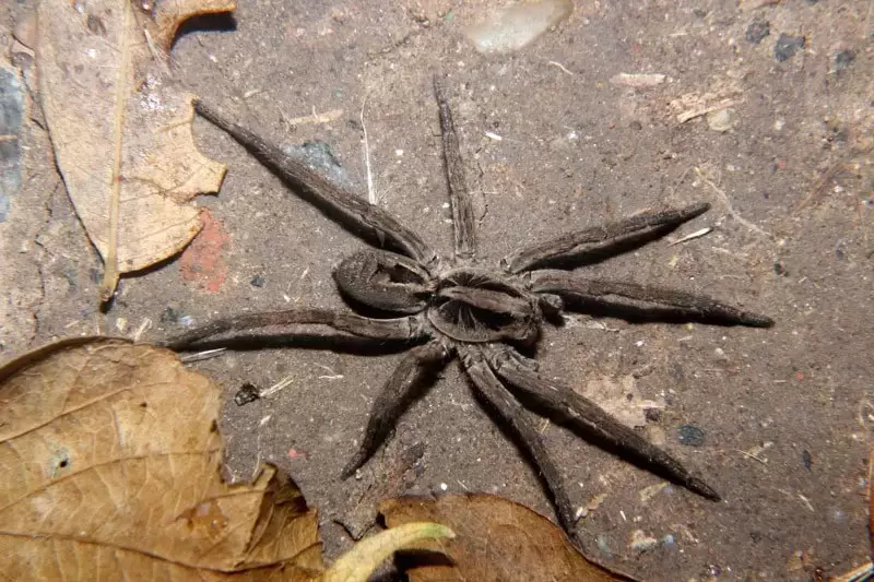 araña lobo
