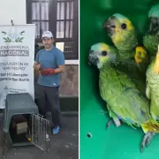 Tr�fico de fauna silvestre en Jujuy: rescataron a cinco loros habladores y a un coat� en el departamento Ledesma