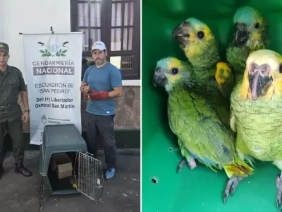 Tr�fico de fauna silvestre en Jujuy