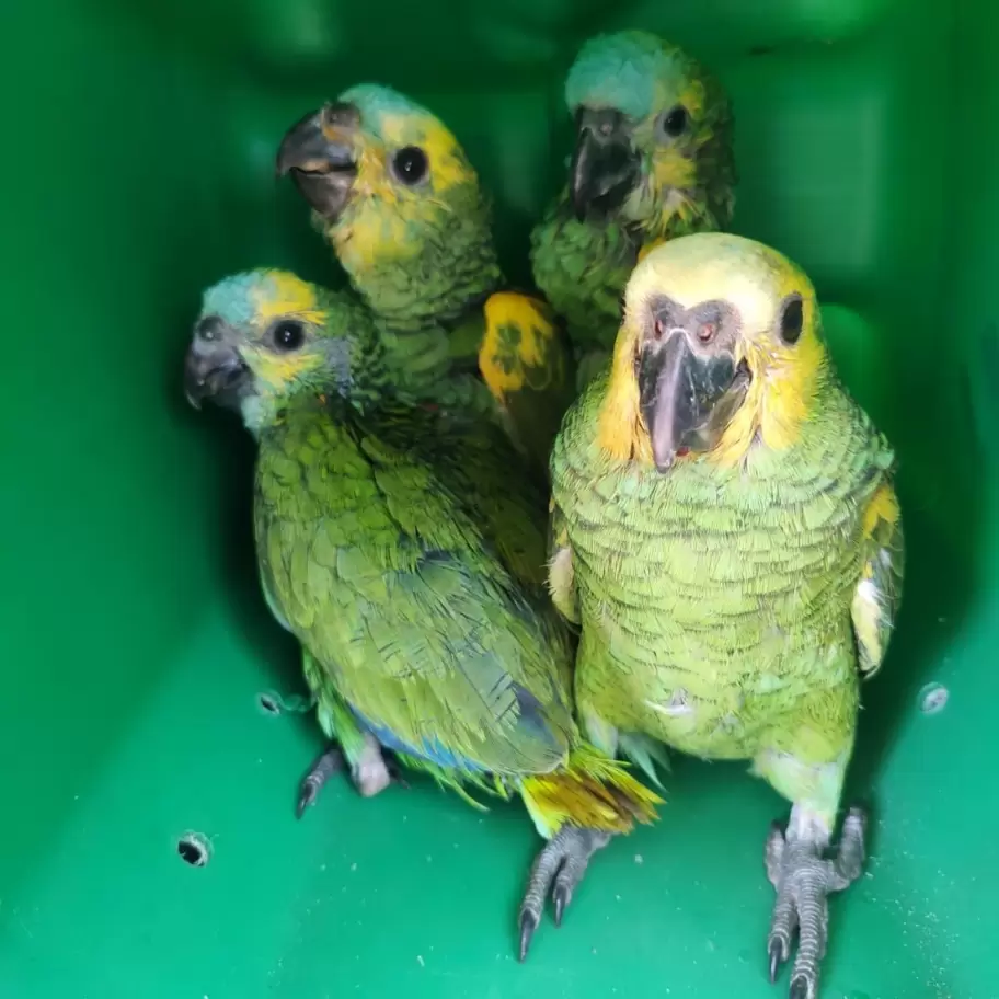 Loros habladores rescatados