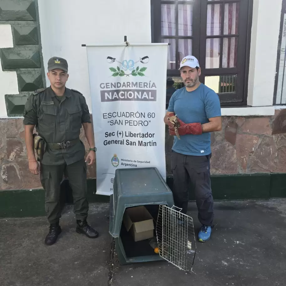 Coatí hembra rescatada en Ledesma