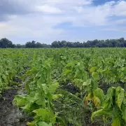 Precio del Tabaco: la primera reunión del año cerró sin acuerdos
