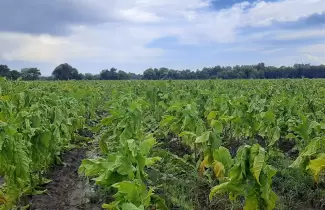 Precio del Tabaco: la primera reuni�n del a�o cerr� sin acuerdos