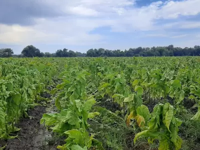 Precio del Tabaco: la primera reuni�n del a�o cerr� sin acuerdos