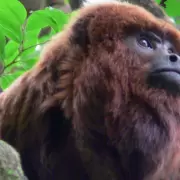 Argentina actualizará la lista roja de especies amenazadas: cuáles son los animales en riesgo