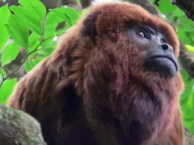 mono aullador rojo en peligro de extinci�n