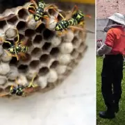 Panales de abejas y avispas en domicilios de Jujuy: brindaron recomendaciones para cuidar la salud y evitar ataques
