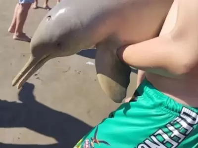 delfin
