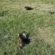 Investigan el envenenamiento de aves en Ciudad Cultural y piden a los vecinos tomar recaudos