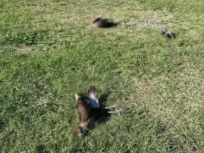 aves muertas