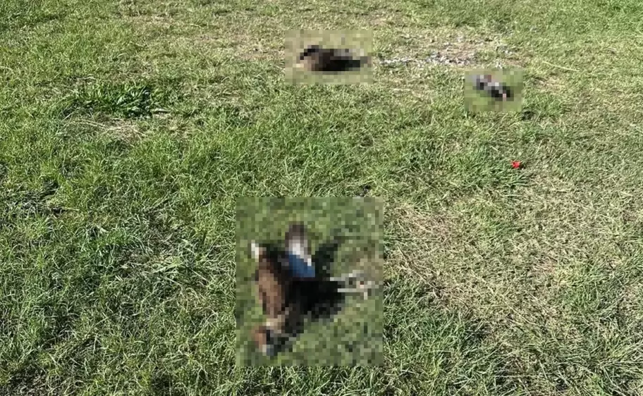 aves muertas
