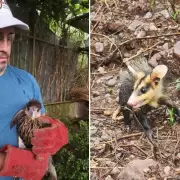 Liberaron cinco ejemplares de fauna nativa en Jujuy