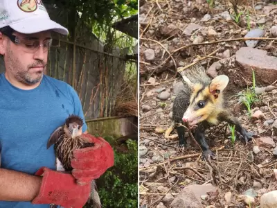 Liberaron ejemplares de fauna silvestre en Jujuy