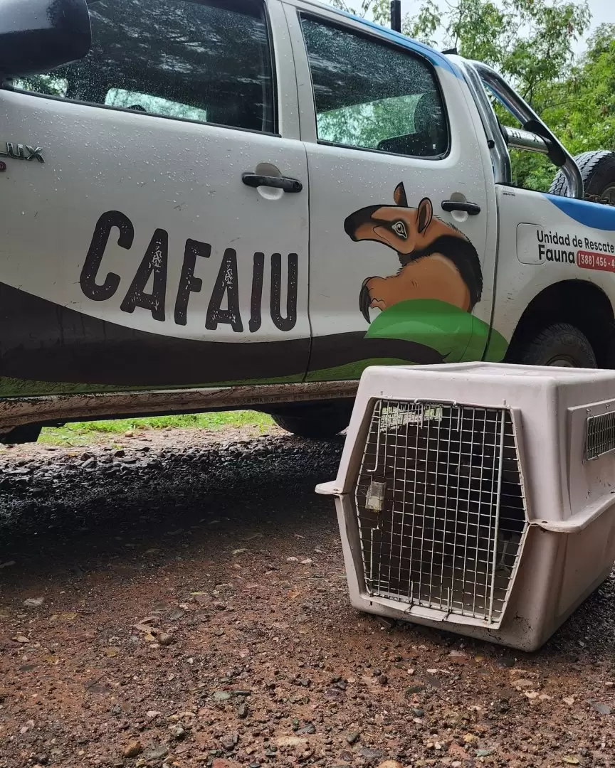 Liberaron cinco ejemplares de fauna silvestre en Jujuy