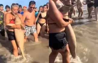 Turistas jugaron con un delf�n muerto en Santa Teresita