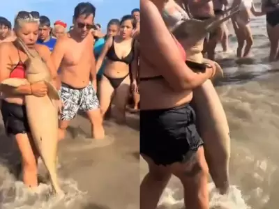Turistas jugaron con un delf�n muerto en Santa Teresita