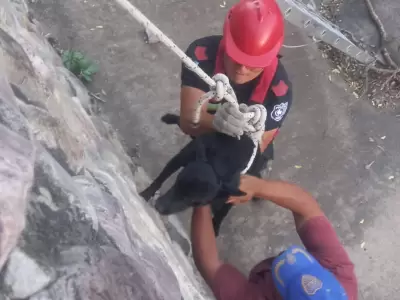 perro rescatado san pedro