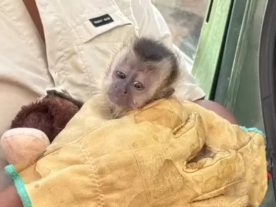 mono cai 2