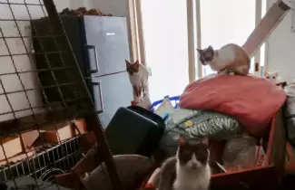 Rescataron a 51 gatos y dos perros que viv�an hacinados en un departamento en Balvanera