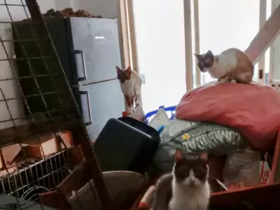 Rescataron a 51 gatos y dos perros que viv�an hacinados en un departamento en Balvanera
