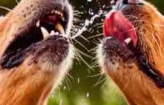 perros-golpe-de-calor