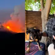 "¿Y si fueran mis perros?": creó una web para encontrar mascotas perdidas en los incendios de la Patagonia