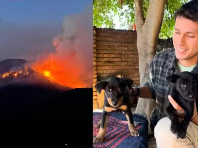 cre� una p�gina para rescatar animales en los incendios