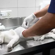 Este jueves continúa la campaña gratuita de castración masiva: cómo acceder a los turnos