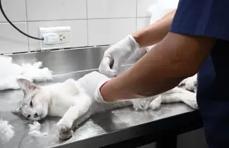castracion-masiva-zoonosis-prensa-muni-jujuy