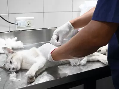 castracion-masiva-zoonosis-prensa-muni-jujuy
