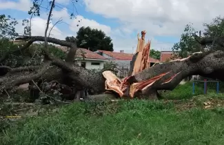 Un palo borracho cay� sobre un auto y una casa en Coronel Arias