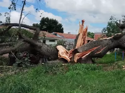 Un palo borracho cay� sobre un auto y una casa en Coronel Arias