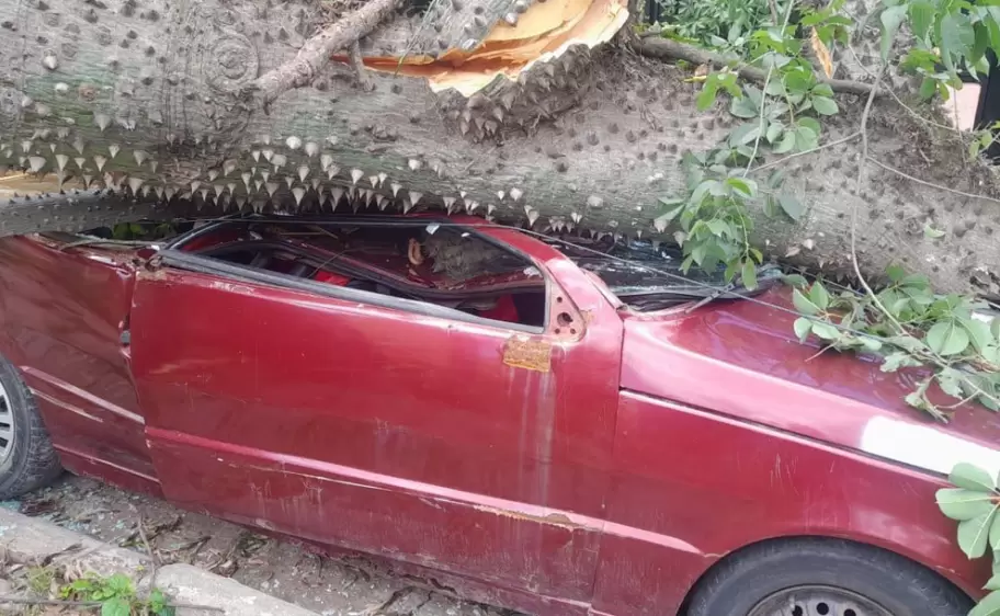 Árbol cayo sobre un auto