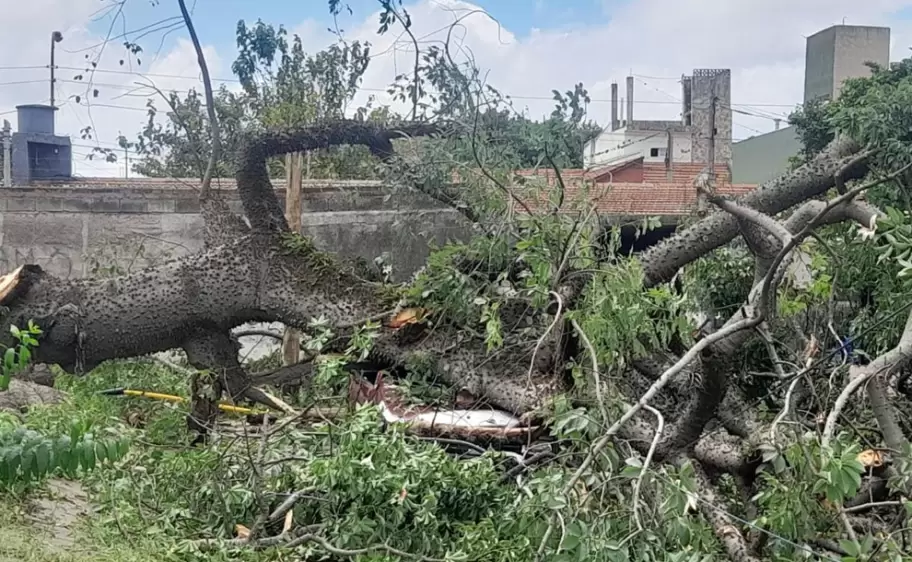 Un palo borracho cayo sobre una vivienda en el barrio Coronel Arias