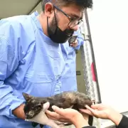 El Gobierno de Jujuy se har� cargo de la castraci�n de perros y gatos cuyos propietarios sean de bajos recursos