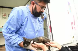 Contin�a la campa�a de castraci�n de mascotas en Alto Comedero: c�mo obtener turnos