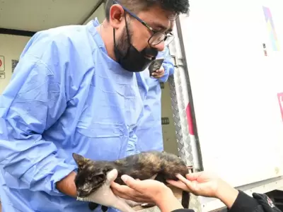 Se llevaron acabo 130 castraciones en la capital juje�a