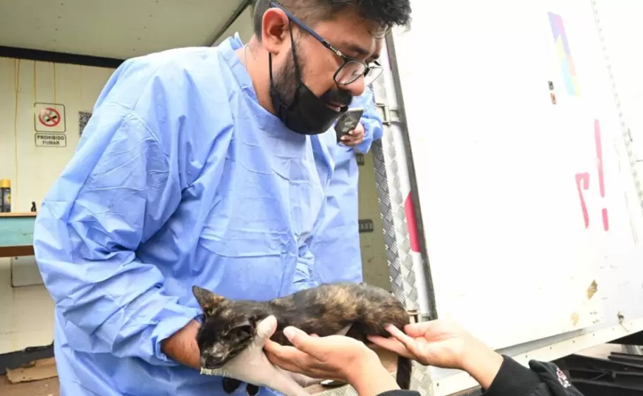 Se llevaron acabo 130 castraciones en la capital jujeña