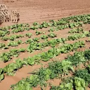 Productores del norte fueron afectados por el temporal y denuncian pérdidas en las plantaciones