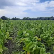 Fijaron fecha para la segunda reunión por el precio del tabaco: será el próximo 21 de marzo en Salta