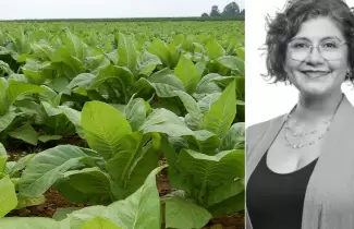 tabaco claudia figueroa