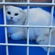 Clausuraron un criadero ilegal de gatos de raza en Constitución: valían más de 27 mil dólares y el dueño amenazó con matarlos